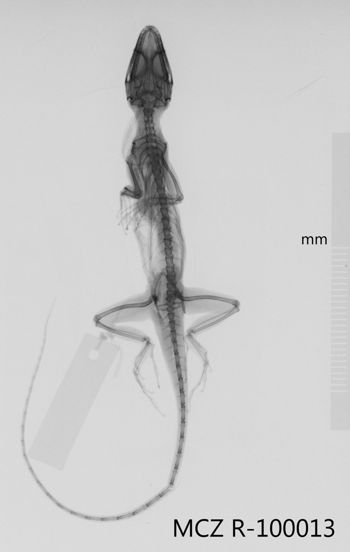 Media type: image;   Herpetology R-100013 Aspect: dorsoventral x-ray